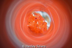 Frogfish Swirl by Henley Spiers 